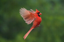 Northern Cardinal Perching On Branch Or Flying Up To Bird Feeder For A Bite Of Sunflower Seeds