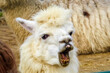 Lama macht ein funny face, spitzt die Lippen, legt die Ohren an und zeigt die vorderen Schneidezähne. Lustiges Gesicht mit vorstehenden Schneidezähnen. Very funny face of llama alpaca with front teeth