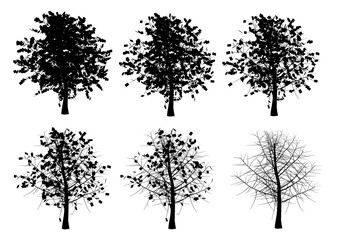Poster - Set with a silhouette of a tree in different seasons of the year isolated on a white background. Vector illustration