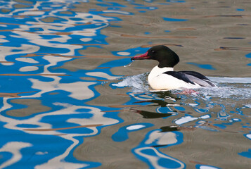 Wall Mural - Goosander, Grote Zaagbek, Mergus merganser