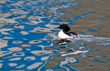 Wall Mural - Goosander, Grote Zaagbek, Mergus merganser