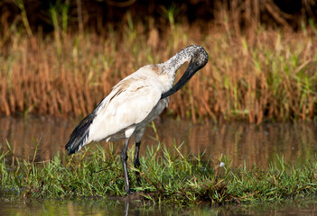 heilige ibis, sacred ibis, threskiornis aethiopicus