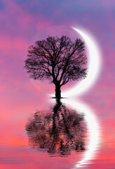 Aufkleber - Silhouette of lone tree with crescent moon at sunset
