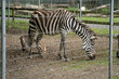 Zebra mit Jungem im Zoo