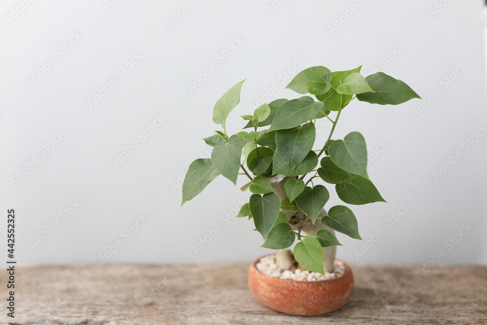 Ficus religiosa bonsai in small plant pot on wooden desk Stock Photo |  Adobe Stock