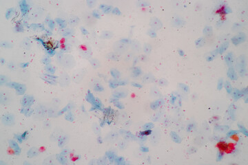 Poster - Characteristics of anatomy and Histological sample Squamous epithelial cells under microscope, Human and isolated Cell.
