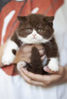 Britisch Kurzhaar Katze Kitten hübsch und verschmust