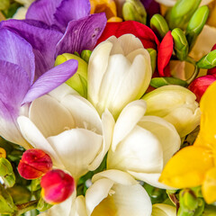  colorful and fragrant freesia flowers bunch top view closeup, natural background