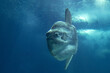Sunfish mola mola underwater