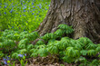Native wildflowers virginia bluebells and mayapples surround the trunk of a mature tree in a Midwest forest on a spring morning.