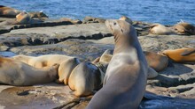 Seals Play On The Rocks In 4k