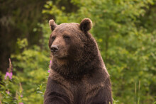 Wild Brown Bear Walking In Natural Habitat