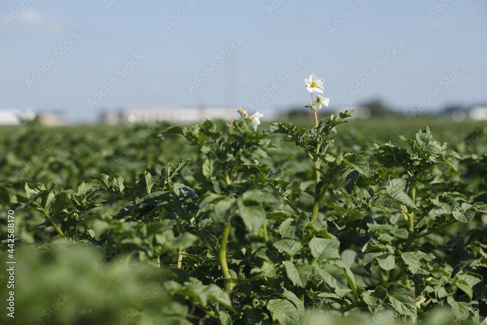 Kwiat ziemniaka uprawa pole - obrazy, fototapety, plakaty 