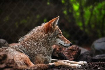  Coyote in the wild