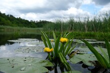 Close Up Of Nuphar Lutea, Commonly Called Yellow Pond Lily Or Spatterdock In River