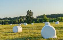 Rural Landscape With Hay Bales Packed In White Plastic On The Field With Green Grass Surrounded With Forest In Sunny Summer Day