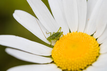 Green Grasshopper On Flower