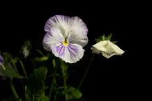 White And Purple Viola Flower Blossomed On A Black Background With Foliage