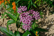 Pink Butterfly Flower is also known as swamp milkweed in the garden. It is a beautiful native prairie plant that produces small pink flowers in tight clusters and attracts butterflies.