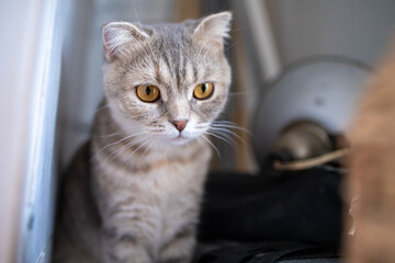 Wall Mural - A Portrait Of A Beautiful Cat With A Cute Face In The Daytime At Home