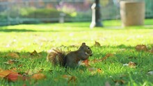 Slow Motion 4K Warm Fall Footage, Cute Squirrel Eating Nuts In Green Meadow Park
