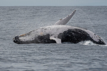 Wall Mural - Whale watching humpback whales up close near Byron Bay, NSW on the east coast of Australia