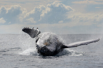 Wall Mural - Whale watching humpback whales up close near Byron Bay, NSW on the east coast of Australia