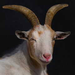 Wall Mural - close up of a goat with dark background