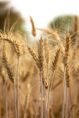 Sticker - Ears of golden wheat, Agriculture farm and farming concept