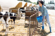 © JackF - Positive young adult woman farm worker taking care of calves at dairy farm
