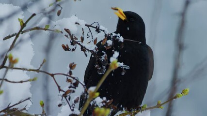 A jackdaw bites off a leaf from a tree covered in snow