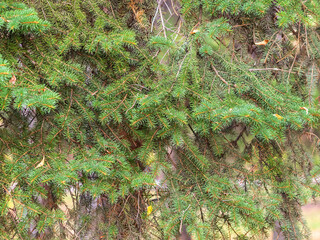 Background of green spruce branches in sunset light