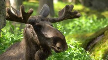 Extreme Close Up Of A Large Bull Moose In Deep Scandinavian Forest.