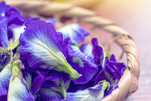 Close-up Of Fresh Butterfly Pea Flower In Basket