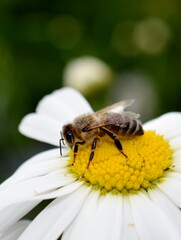 Wall Mural - European honey bee Apis mellifera on a daisy flower