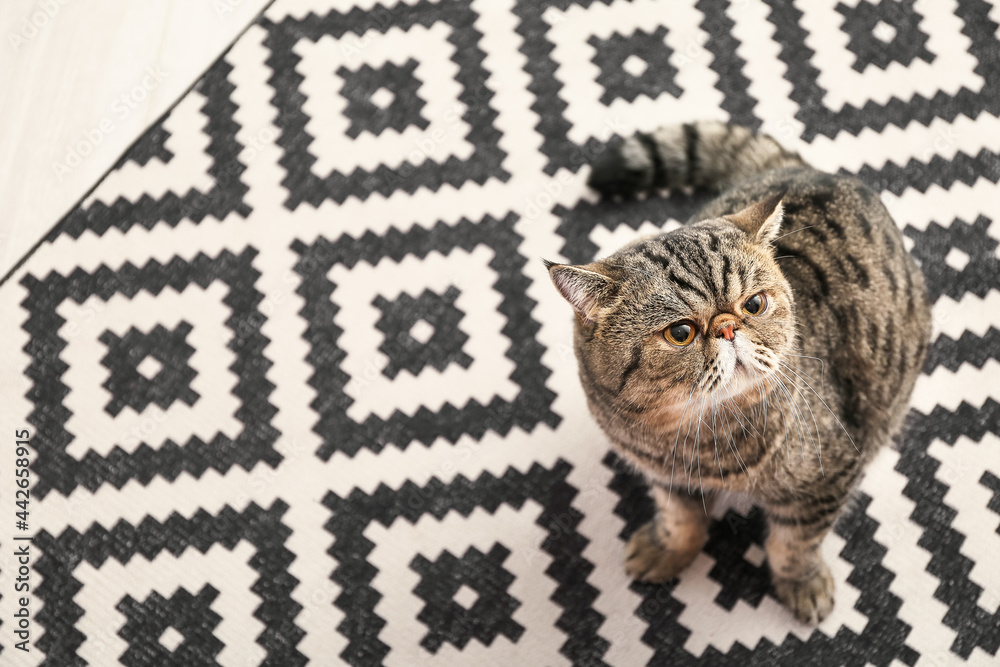 Cute Exotic Shorthair cat sitting on soft carpet at home