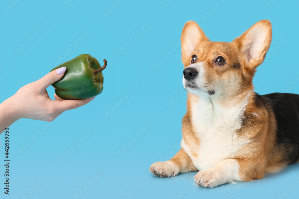 Owner feeding cute Corgi dog with bell pepper on color background
