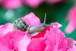 A big snail on a pink hydrangea in the garden 
