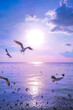 Tranquil scene with seagull flying at sunset 002
