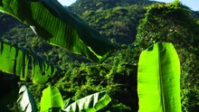 Shot Of Bright Green Banana Plants Against Mountain Jungle Backdrop