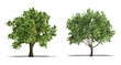Cork Oak (Quercus Suber) and Olive (Olea Europaea) Tree, Plants Isolated on White Background. High Resolution