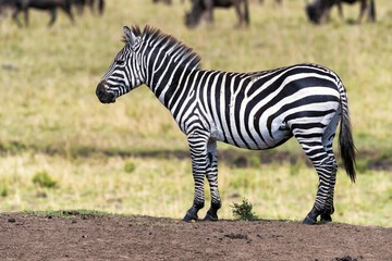 Wall Mural - Young zebra stands on a mound in the Masai Mara, Kenya