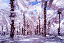 A Jungle Path In The Middle Of A Palm Tree Plantation In Thailand, Blue Sky With Pink Trees With An Infrared Camera