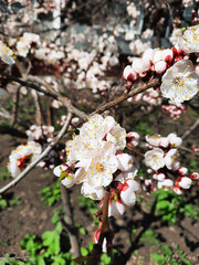 Wall Mural - Blossoming cherry tree