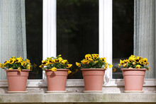 Yellow Flowers Pot In A Window