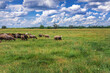 Beautiful summer rural landscape. Sheep in the pasture. A picturesque landscape against the background of a blue sky with cumulus clouds and sheep in a pasture with green grass.