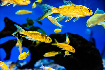 Goldfish in aquarium with clean water.