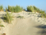 Fototapeta Morze - Duinen op Vlieland, Dunes at Vlieland