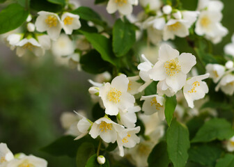 Blooming and fragrant jasmine flowers. Blooming jasmine bush 2