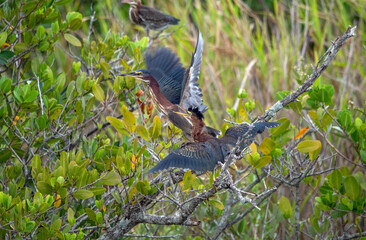 Sticker - Juvenile green herons fighting at Merritt Island National Wildlife Refuge.